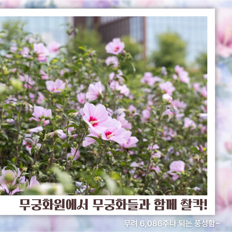 열린숲 무궁화원 6,086주 풍성한 무궁화