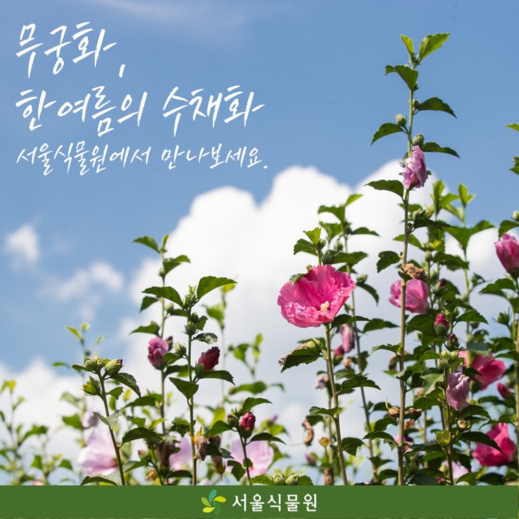 무궁화, 한 여름의 수채화 서울식물원