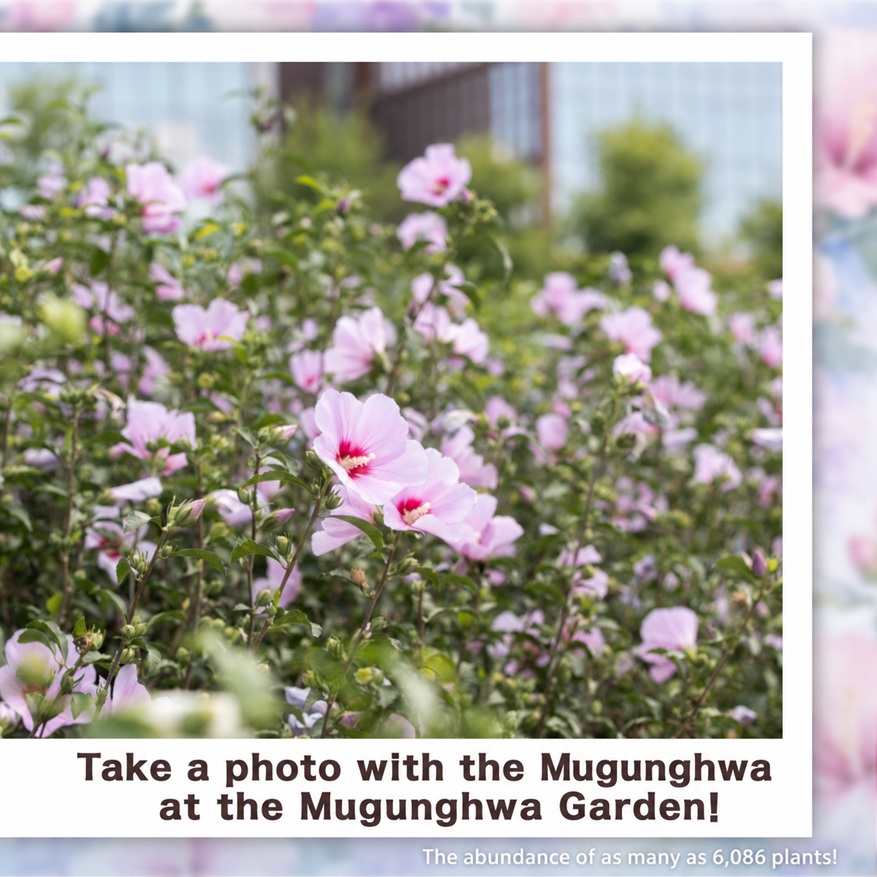 Open Forest Mugunghwa Garden with 6,086 lush Mugunghwa trees