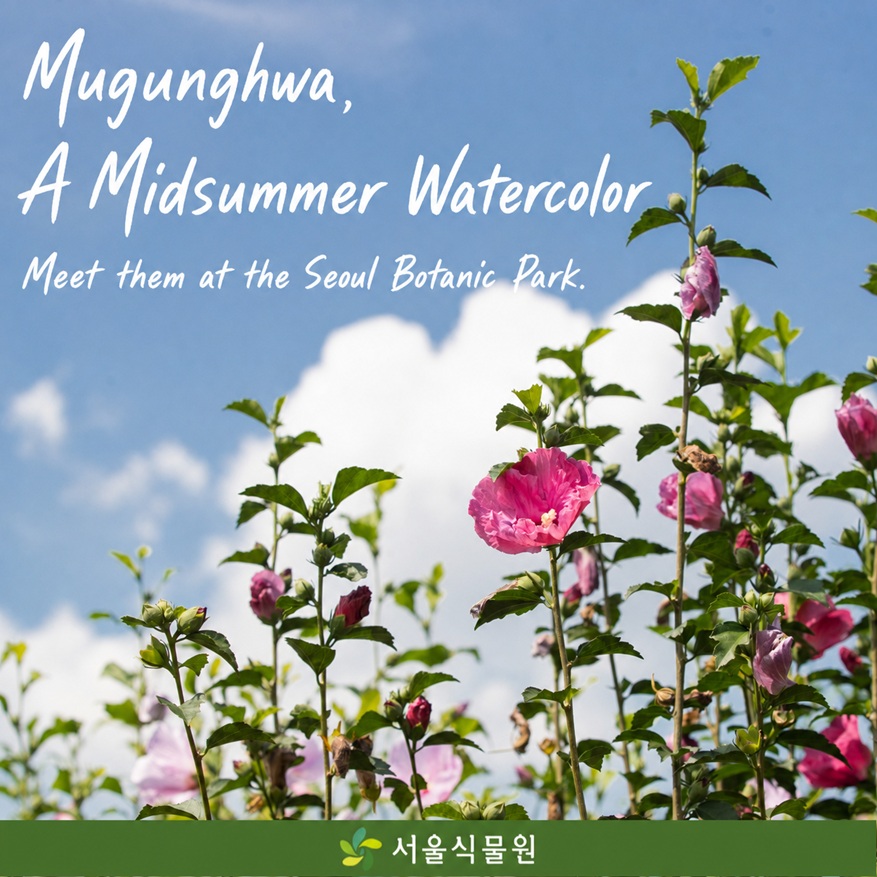 Mugunghwa, A Midsummer Watercolor Seoul Botanic Park