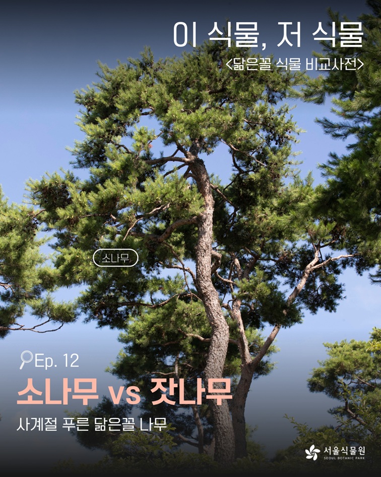 이 식물, 저 식물 닮은꼴 식물 비교사전 Ep. 12 소나무 vs 잣나무 - 사계절 푸른 닮은꼴 나무 (서울식물원 SEOUL BOTANIC PARK)
