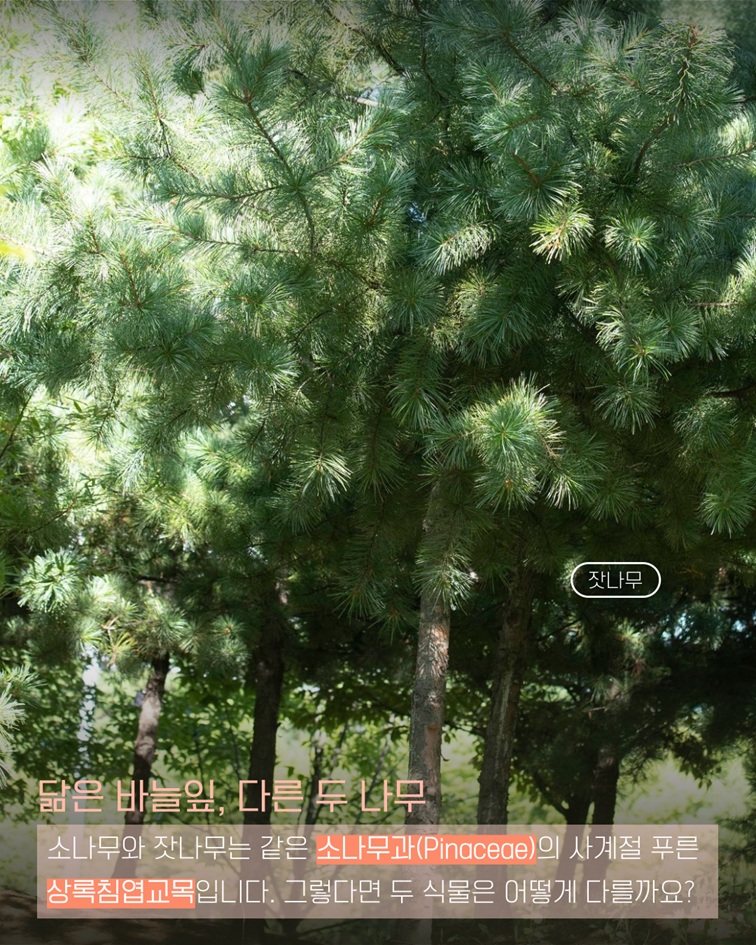 잣나무 사진 - 닮은 바늘잎, 다른 두 나무. 소나무와 잣나무는 같은 소나무과(Pinaceae)의 사계절 푸른 상록침엽교목입니다.