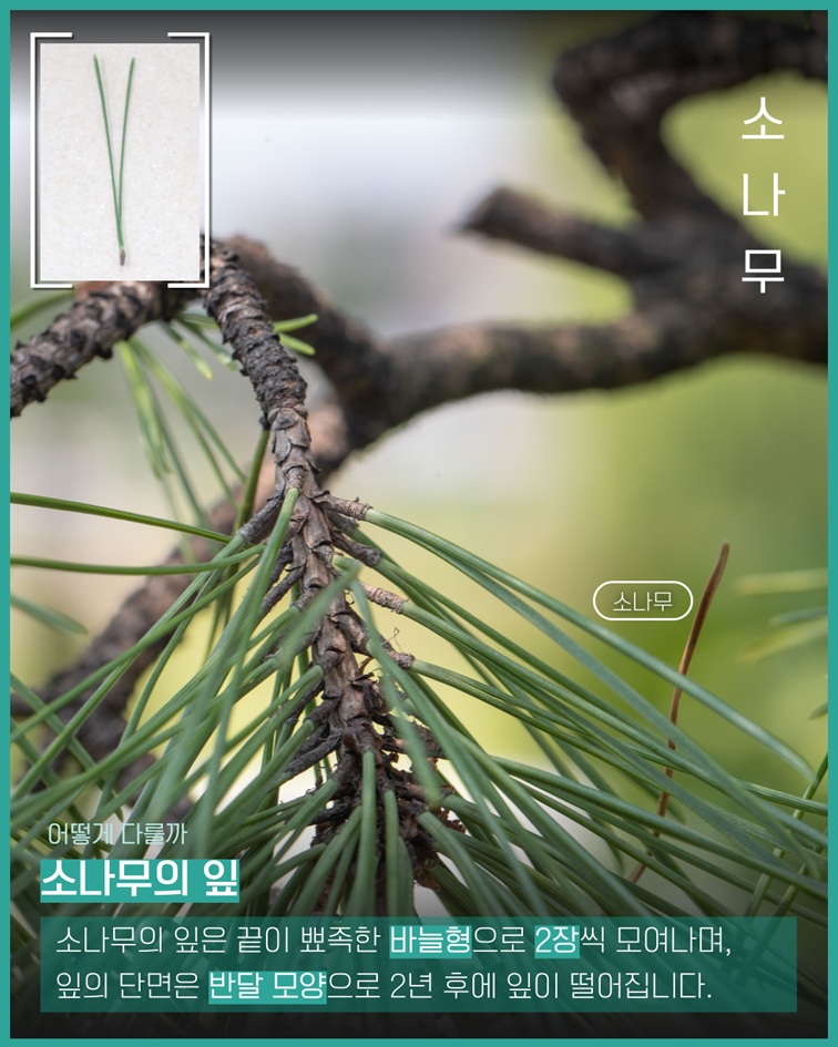 소나무 사진 - 어떻게 다를까? 소나무의 잎은 끝이 뾰족한 바늘형으로 2장씩 모여나며, 잎의 단면은 반달 모양으로 2년 후에 잎이 떨어집니다.