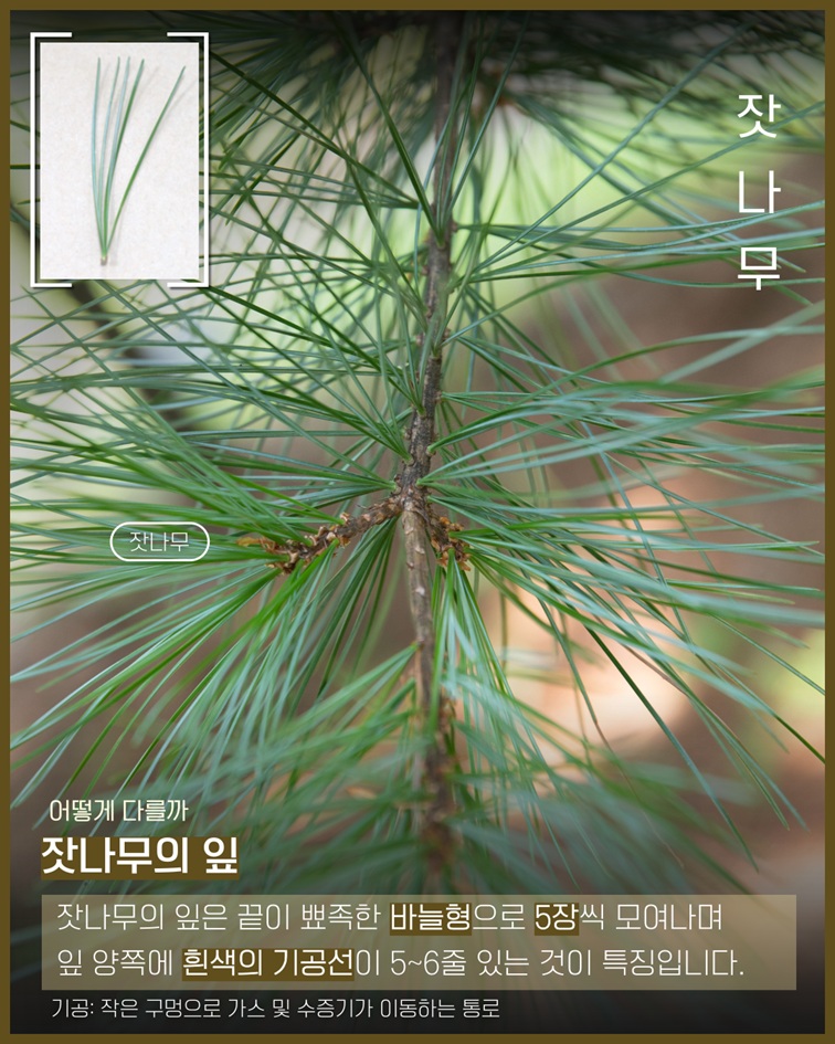 잣나무 사진 - 어떻게 다를까? 잣나무의 잎은 끝이 뾰족한 바늘형으로 5장씩 모여나며 잎 양쪽에 흰색의 기공선이 5~6줄 있는 것이 특징입니다. (기공: 작은 구멍으로 가스 및 수증기가 이동하는 통로)