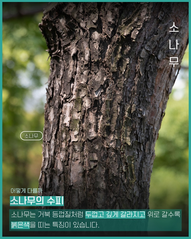 소나무 사진 - 어떻게 다를까? 소나무의 수피는 거북 등껍질처럼 두껍고 깊게 갈라지고 위로 갈수록 붉은색을 띠는 특징이 있습니다.