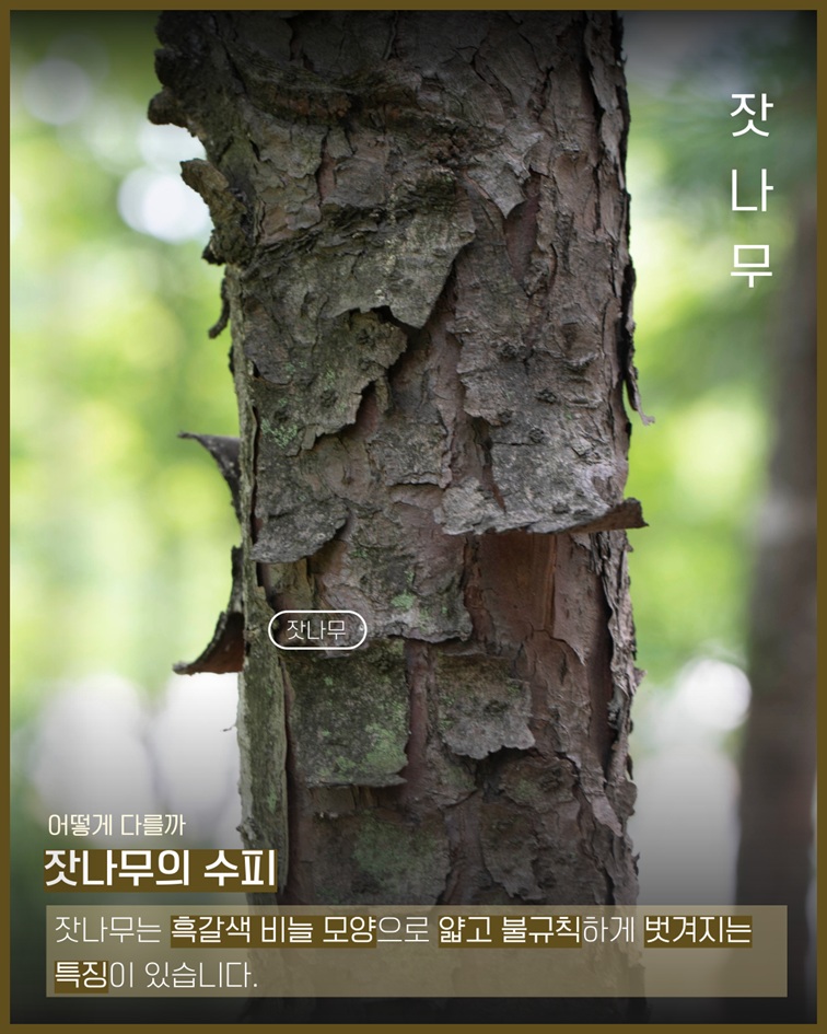 잣나무 사진 - 어떻게 다를까? 잣나무의 수피는 흑갈색 비늘 모양으로 얇고 불규칙하게 벗겨지는 특징이 있습니다.