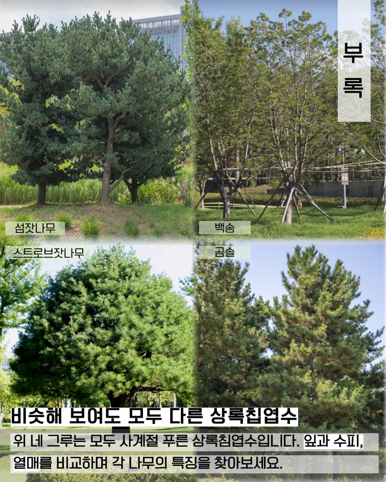 부록 - 섬잣나무 사진, 백송 사진, 스트로브잣나무 사진, 곰솔 사진. 비슷해 보여도 모두 다른 상록침엽수 네 그루의 잎, 수피, 열매를 비교해보세요.