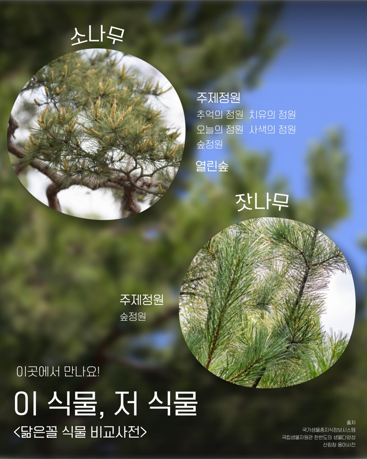 이곳에서 만나요! 소나무는 주제정원(추억의 정원, 치유의 정원, 오늘의 정원, 사색의 정원, 숲정원), 열린숲에서 만날 수 있고 잣나무는 주제정원(숲정원)에서 만날 수 있습니다. 출처: 국가생물종지식정보시스템, 국립생물자원관 한반도의 생물다양성, 산림청 용어사전