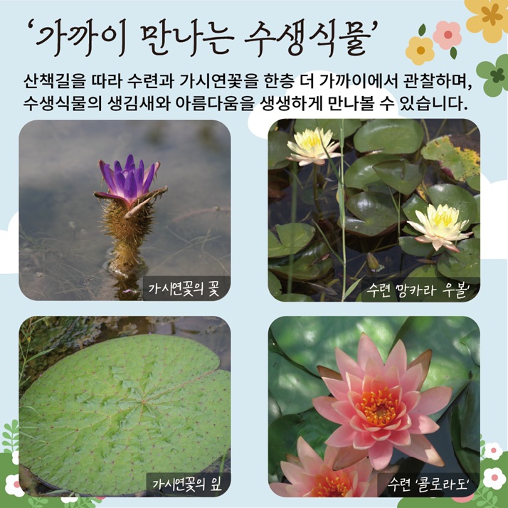 가까이 만나는 수생식물 - 수련과 가시연꽃, 수련 망카라 우볼, 콜로라도 사진