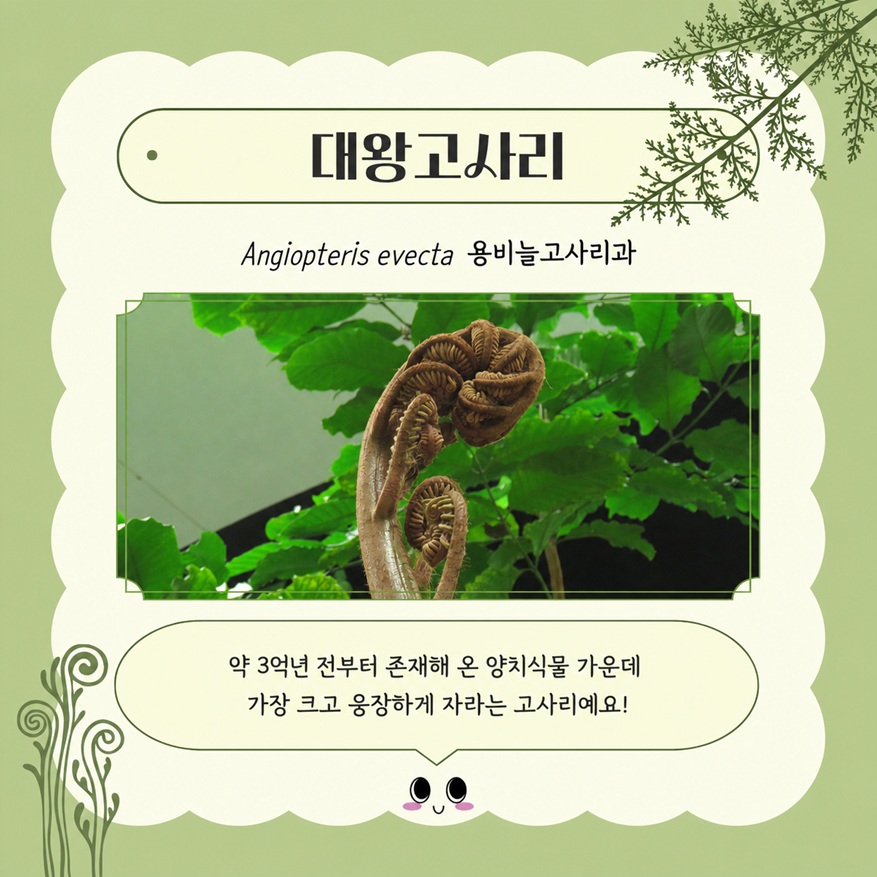 대왕고사리 Angiopteris evecta 용비늘고사리과 사진. 약 3억년 전부터 존재해 온 양치식물 가운데 가장 크고 웅장하게 자라는 고사리