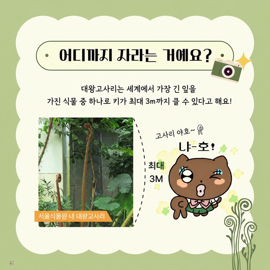 어디까지 자라는 거예요? 대왕고사리는 세계에서 가장 긴 잎을 가진 식물 중 하나로 키가 최대 3m까지 클 수 있다고 합니다.