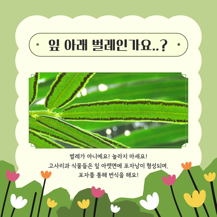 잎 아래 벌레인가요? 벌레가 아니에요! 고사리과 식물들은 잎 아랫면에 포자낭이 형성되며 포자를 통해 번식합니다.