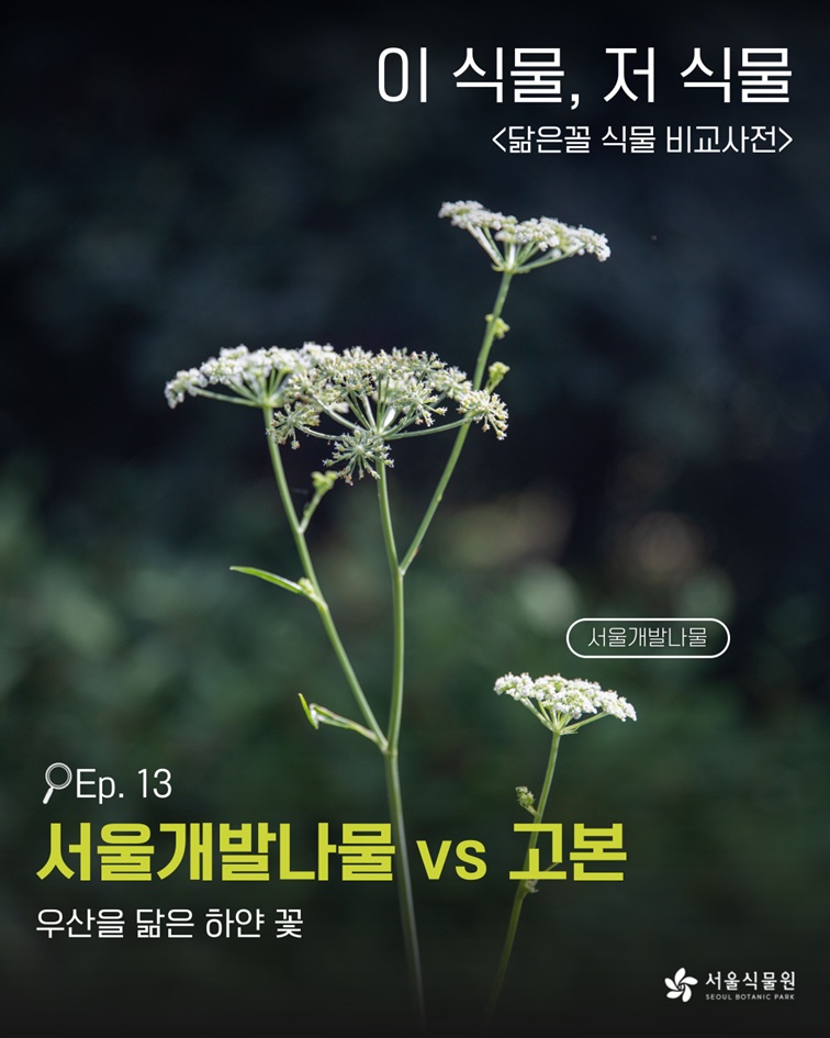 이 식물, 저 식물 <닮은꼴 식물 비교사전> 서울개발나물 사진 Ep. 13 서울개발나물 vs 고본 우산을 닮은 하얀 꽃 서울식물원 SEOUL BOTANIC PARK