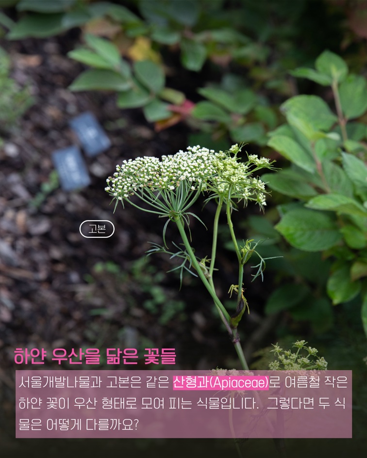 하얀 우산을 닮은 꽃들 고본 사진 서울개발나물과 고본은 같은 산형과(Apiaceae)로 여름철 작은 하얀 꽃이 우산 형태로 모여 피는 식물입니다. 그렇다면 두 식물은 어떻게 다를까요?
