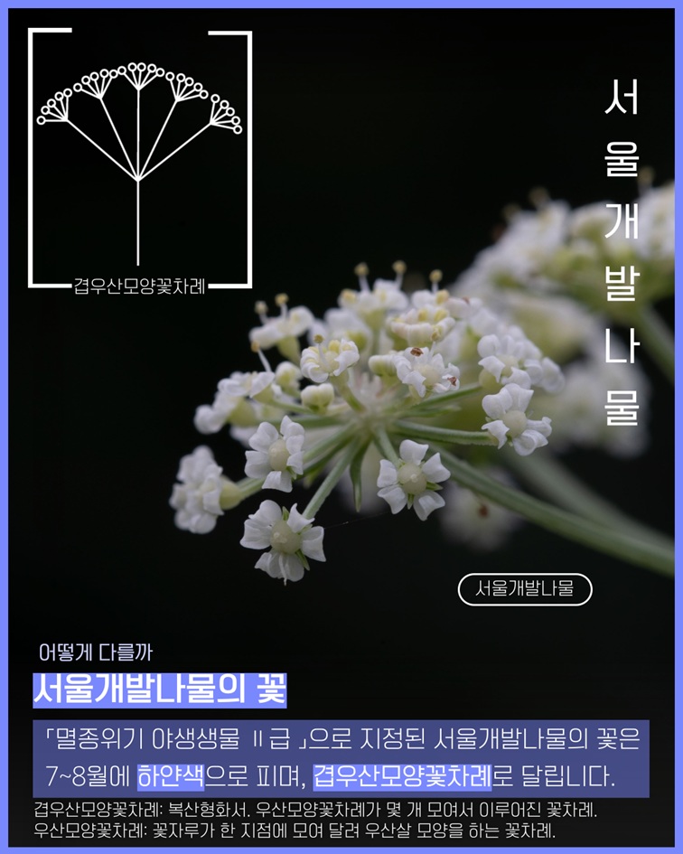 서울개발나물 겹우산모양꽃차례 그림 서울개발나물 사진 어떻게 다를까 서울개발나물의 꽃 멸종위기 야생생물 2급으로 지정된 서울개발나물의 꽃은 7~8월에 하얀색으로 피며, 겹우산모양꽃차례로 달립니다. 겹우산모양꽃차례: 복산형화서. 우산모양꽃차례가 몇 개 모여서 이루어진 꽃차례. 오산모양꽃차례: 꽃자루가 한 지점에 모여 달려 우산살 모양을 하는 꽃차례.