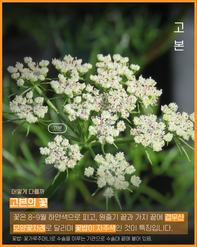 고본 고본사진 어떻게 다를까 고본의 꽃 꽃은 8~9월 하얀색으로 피고, 원줄기 끝과 가지 끝에 겹우산모양꽃차례로 달리며 꽃밥이 자주색인 것이 특징입니다. 꽃밥: 꽃가루주머니로 수술을 이루는 기관으로 수술대 끝에 붙어 있음.