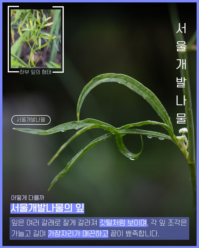 서울개발나물 하부 잎의 형태 사진 서울개발나물 사진 어떻게 다를까 서울개발나물의 잎 잎은 여러 갈래로 잘게 갈라져 깃털처럼 보이며, 각 잎 조각은 가늘고 길며 가장자리가 매끈하고 끝이 뾰족합니다.