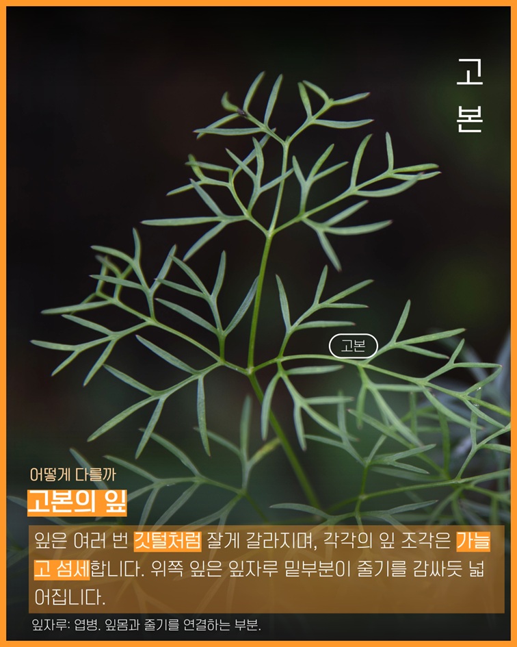 고본 고본사진 어떻게 다를까 고본의 잎 잎은 여러 번 깃털처럼 잘게 갈라지며, 각각의 잎 조각은 가늘고 섬세합니다. 위쪽 잎은 잎자루 밑부분이 줄기를 감싸듯 넓어집니다. 잎자루: 엽병. 잎몸과 줄기를 연결하는 부분.