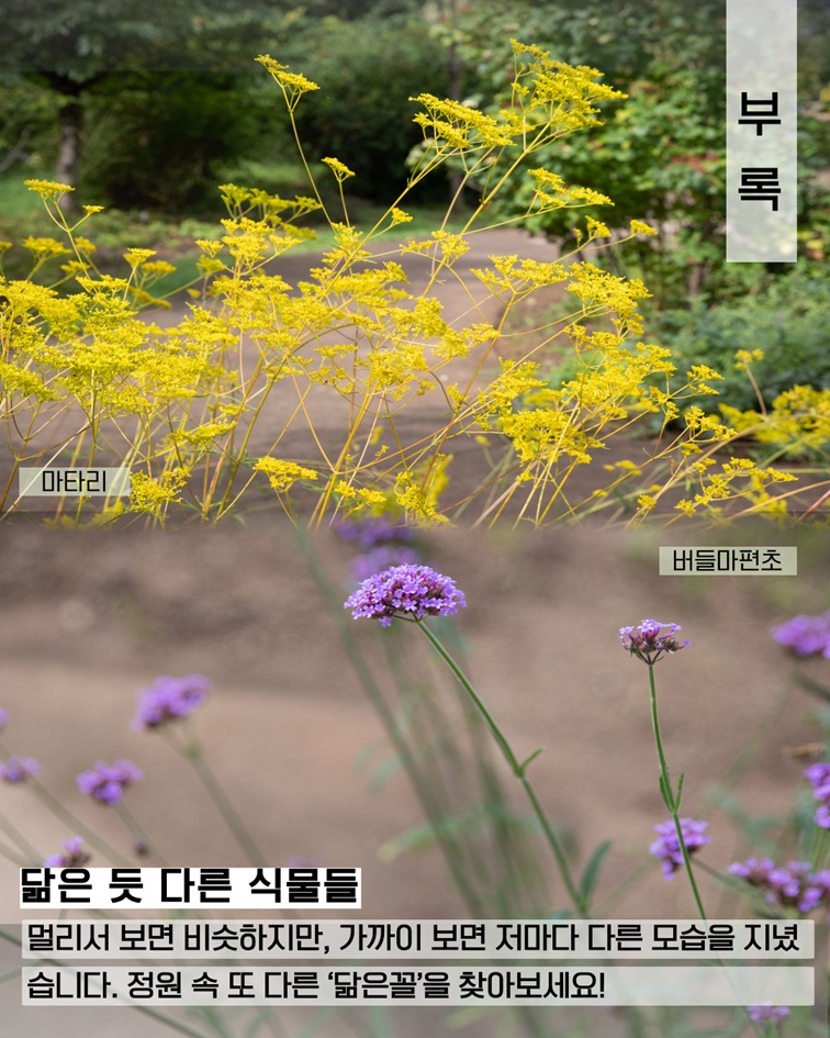부록 마타리 사진, 버들마편초 사진 닮은 듯 다른 식물들 멀리서 보면 비슷하지만, 가까이 보면 저마다 다른 모습을 지녔습니다. 정원 속 또 다른 닮은꼴을 찾아보세요!