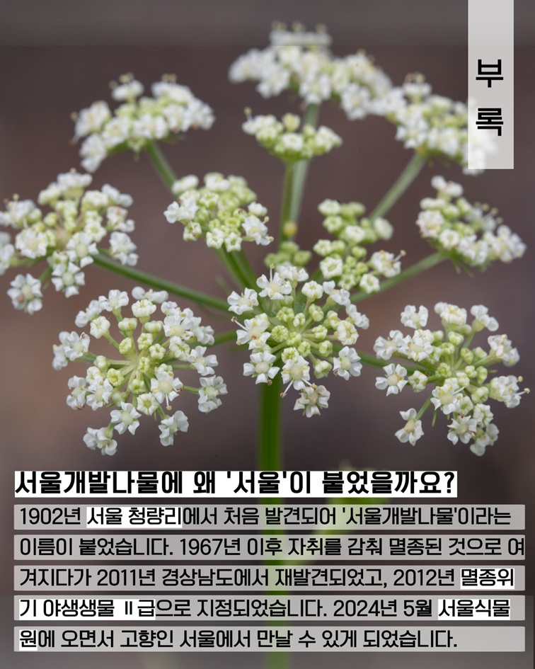부록 서울개발나물에 왜 서울이 붙었을까요? 1902년 서울 청량리에서 처음 발견되어 서울개발나물이라는 이름이 붙었습니다. 1967년 이후 자취를 감춰 멸종된 것으로 여겨지다가 2011년 경상남도에서 재발견되었고, 2012년 멸종위기 야생생물 2급으로 지정되었습니다. 2024년 5월 서울식물원에 오면서 고향인 서울에서 만날 수 있게 되었습니다.
