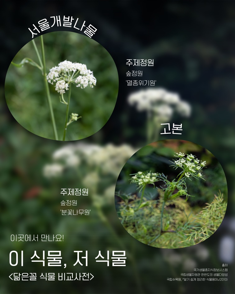 서울개발나물 주제정원 숲정원 멸종위기원 고본 주제정원 숲정원 분꽃나무원 이곳에서 만나요! 이 식물, 저 식물 <닮은꼴 식물 비교사전> 출처: 국가생물종지식정보시스템, 국립생물자원관 한반도의 생물다양성, 국립수목원, 알기 쉽게 정리한 식물용어(2010)