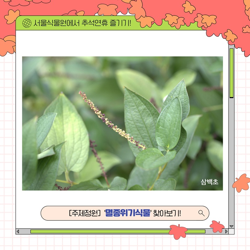 서울식물원에서 추석연휴 즐기기! 삼백초 사진과 주제정원 멸종위기식물 안내
