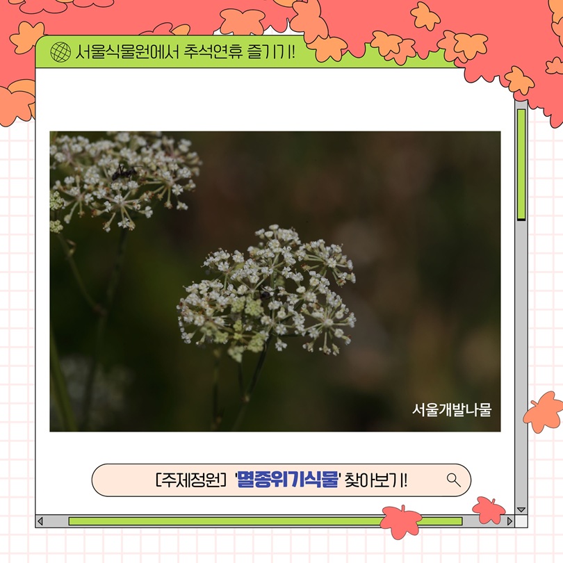 서울식물원에서 추석연휴 즐기기! 서울개발나물 사진과 주제정원 멸종위기식물 안내