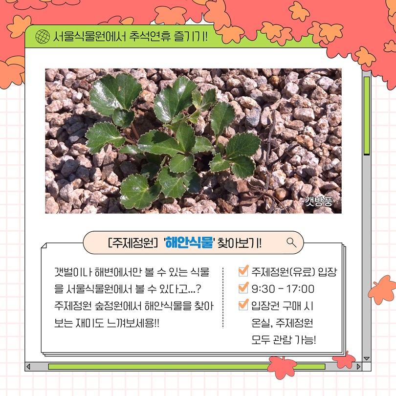 서울식물원에서 추석연휴 즐기기! 갯방풍 사진과 주제정원 해안식물 안내