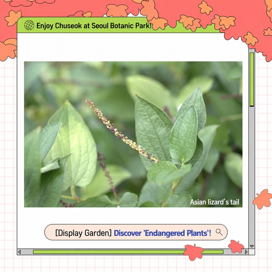 Enjoy Chuseok Holiday at Seoul Botanic Park - Theme Garden Endangered Plants Asian Lizards Tail