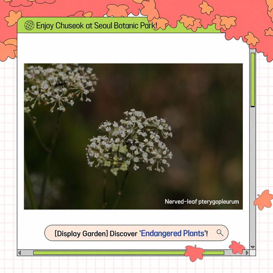 Enjoy Chuseok Holiday at Seoul Botanic Park - Theme Garden Endangered Plants Oenanthe stolonifera