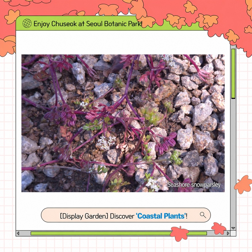 Enjoy Chuseok Holiday at Seoul Botanic Park - Theme Garden Coastal Plants Rough Hedge Parsley