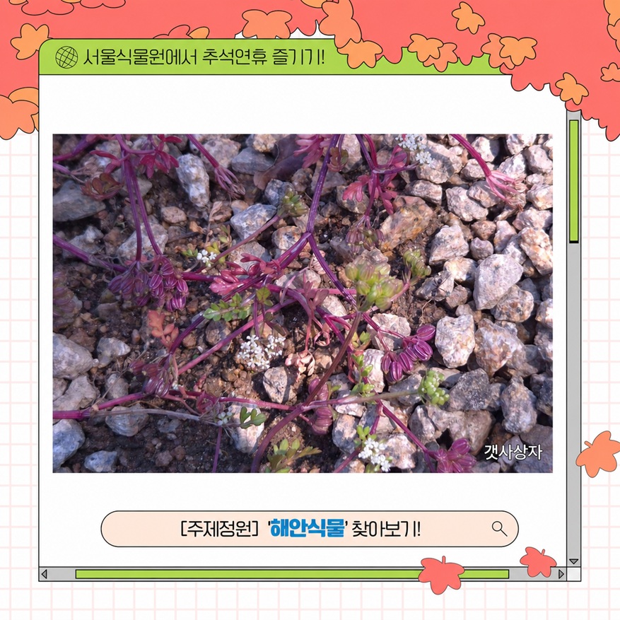 서울식물원에서 추석연휴 즐기기! 갯사상자 사진과 해안식물 안내