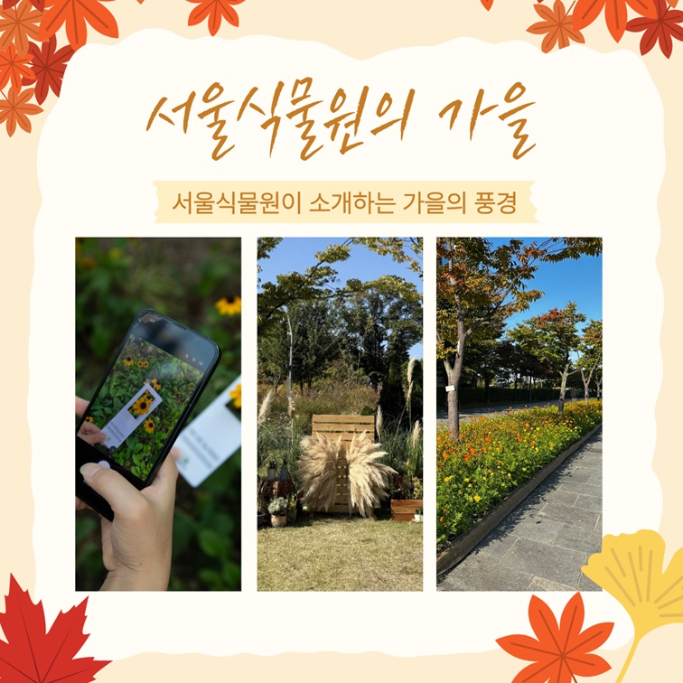 서울식물원의 가을 서울식물원이 소개하는 가을의 풍경 가을의 서울식물원 사진 3컷
