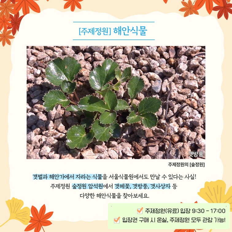 해안식물