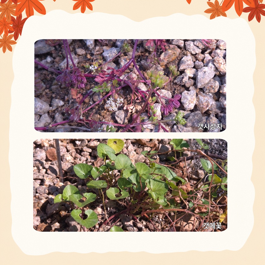해안식물 사진