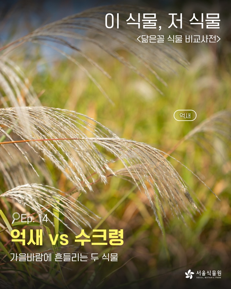 이식물저식물1 이 식물, 저 식물 닮은꼴 식물 비교사전 Ep.14 억새 vs 수크령. 가을바람에 흔들리는 두 식물, 서울식물원