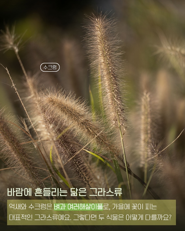 이식물저식물2 수크령 사진. 바람에 흔들리는 닮은 그라스류. 억새와 수크령은 벼과 여러해살이풀로 가을에 꽃이 피는 대표적인 그라스류입니다. 두 식물의 차이점을 알아봅니다