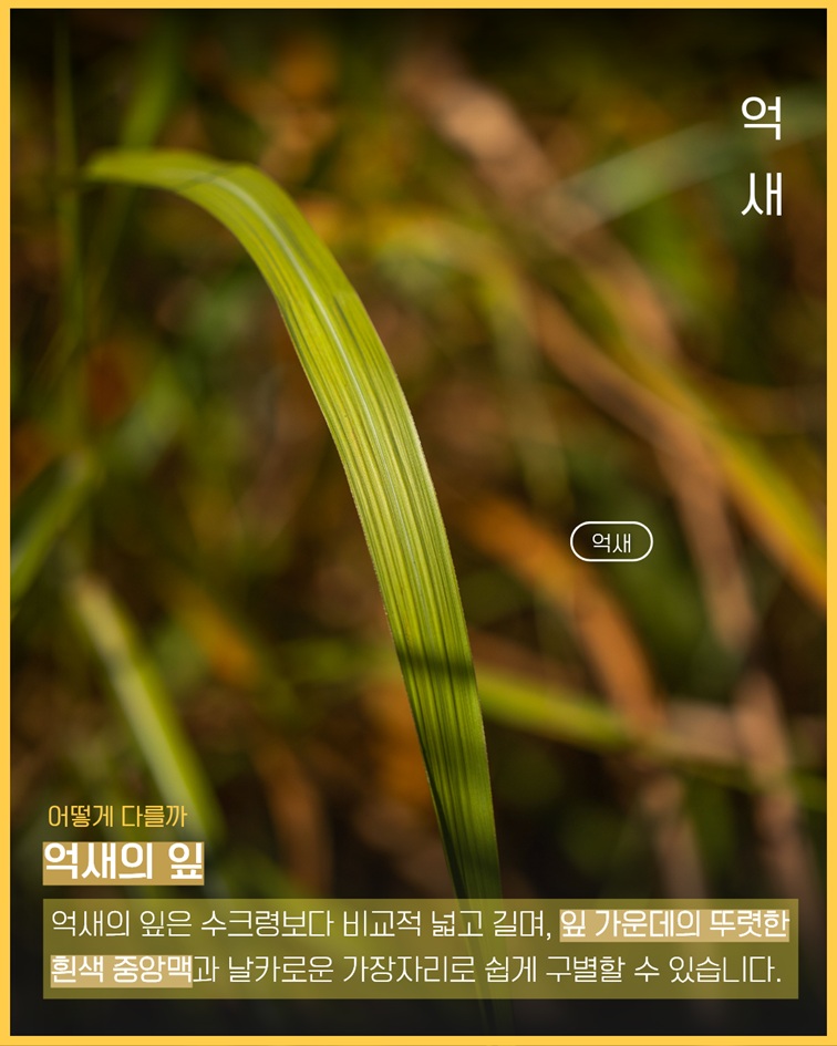 이식물저식물3 억새 사진. 억새의 잎은 수크령보다 비교적 넓고 길며, 잎 가운데의 뚜렷한 흰색 중앙맥과 날카로운 가장자리로 쉽게 구별할 수 있습니다