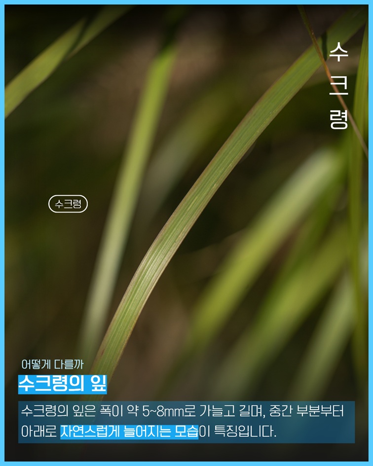 이식물저식물4 수크령 사진. 수크령의 잎은 폭이 약 5~8밀리미터로 가늘고 길며, 중간 부분부터 아래로 자연스럽게 늘어지는 모습이 특징입니다