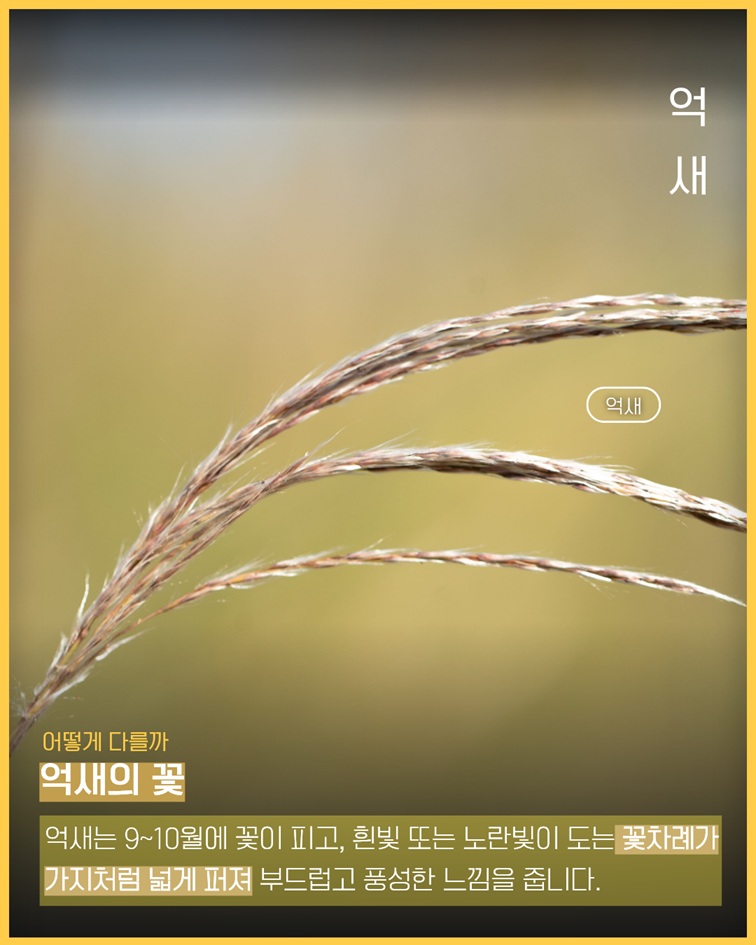 이식물저식물5 억새 꽃 사진. 억새는 9~10월에 꽃이 피고, 흰빛 또는 노란빛이 도는 꽃차례가 가지처럼 넓게 퍼져 부드럽고 풍성한 느낌을 줍니다