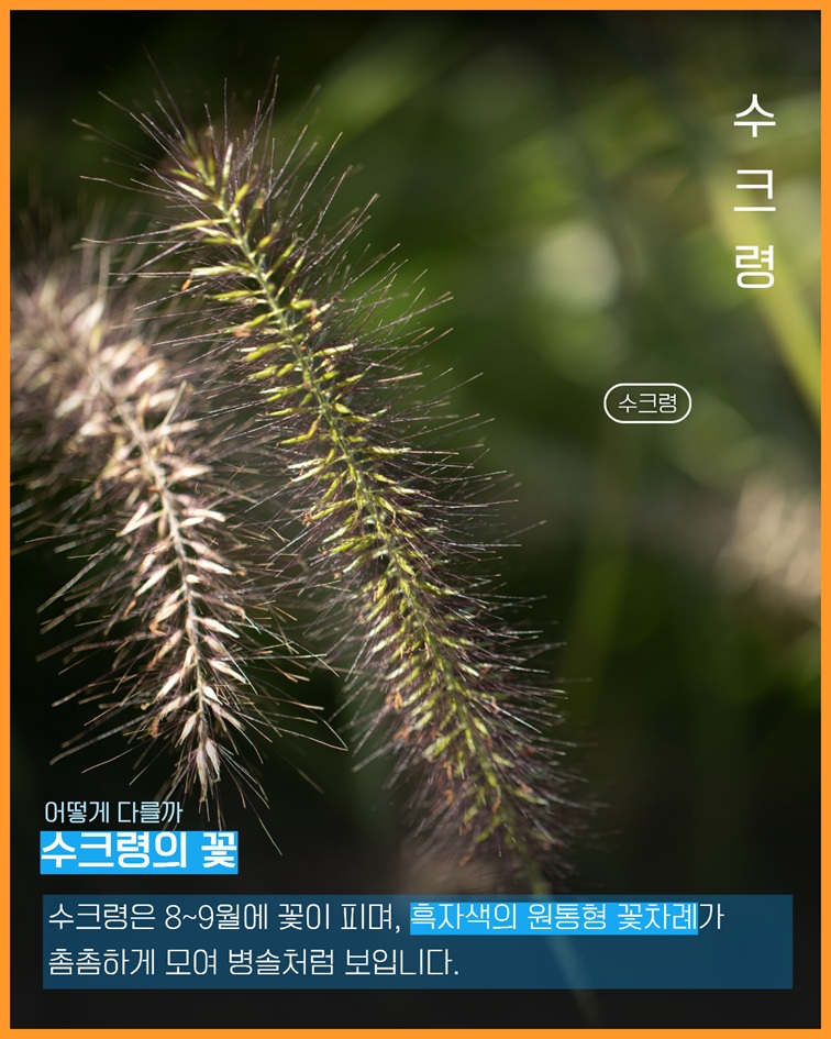 이식물저식물6 수크령 꽃 사진. 수크령은 8~9월에 꽃이 피며, 흑자색의 원통형 꽃차례가 촘촘하게 모여 병솔처럼 보입니다
