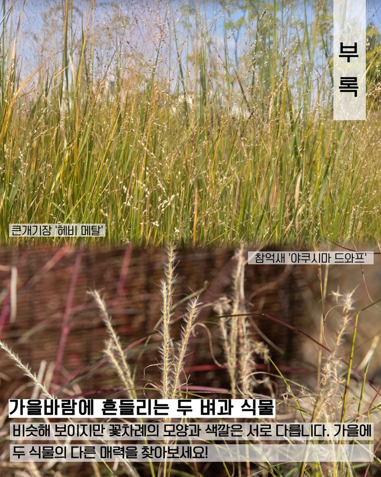 이식물저식물7 부록 큰개기장 헤비 메탈, 참억새 야쿠시마 드와프 사진. 가을바람에 흔들리는 두 벼과 식물은 비슷해 보이지만 꽃차례 모양과 색깔이 다릅니다