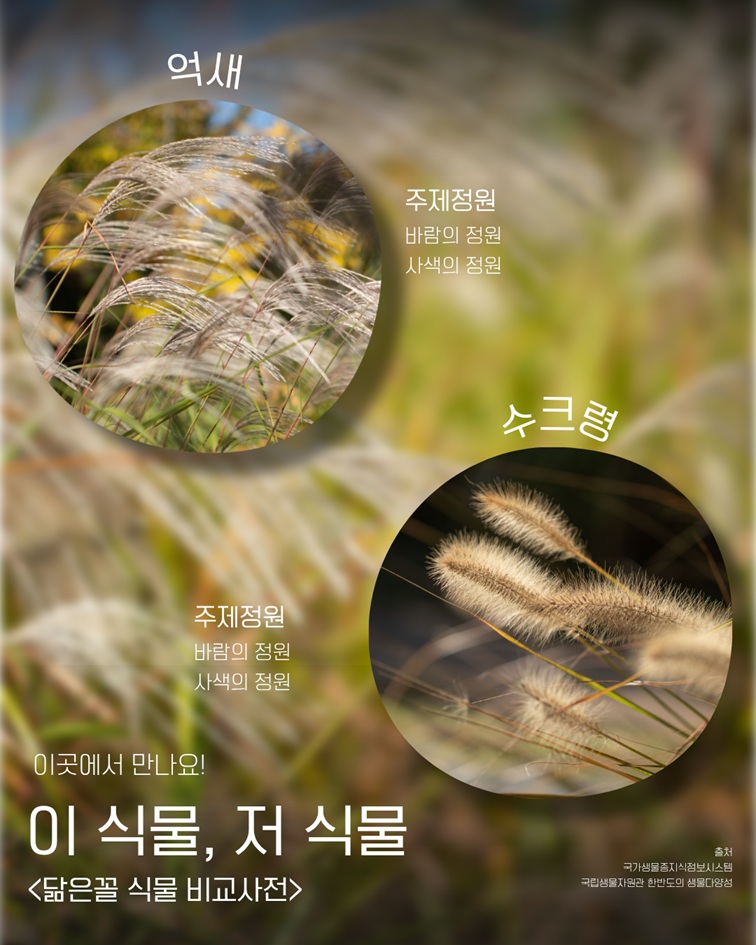 이식물저식물8 이곳에서 만나요. 억새와 수크령 모두 주제정원 바람의 정원, 사색의 정원에서 만날 수 있습니다. 출처: 국가생물종지식정보시스템, 국립생물자원관 한반도의 생물다양성