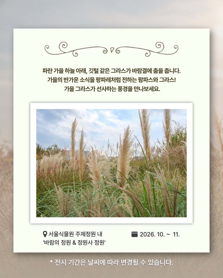 파란 가을 하늘 아래, 깃털 같은 그라스가 바람결에 춤을 춥니다. 가을의 반가운 소식을 팡파레처럼 전하는 팜파스와 그라스! 가을 그라스가 선사하는 풍경을 만나보세요. 서울식물원 주제정원 내 ‘바람의 정원 & 정원사 정원’ 2026. 10. ~ 11. 전시 기간은 날씨에 따라 변경될 수 있습니다.