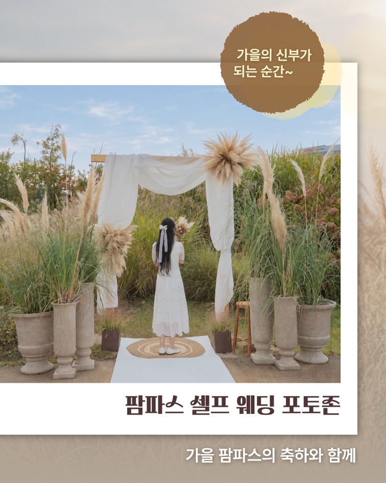 가을의 신부가 되는 순간~ 팜파스 셀프 웨딩 포토존 가을 팜파스의 축하와 함께