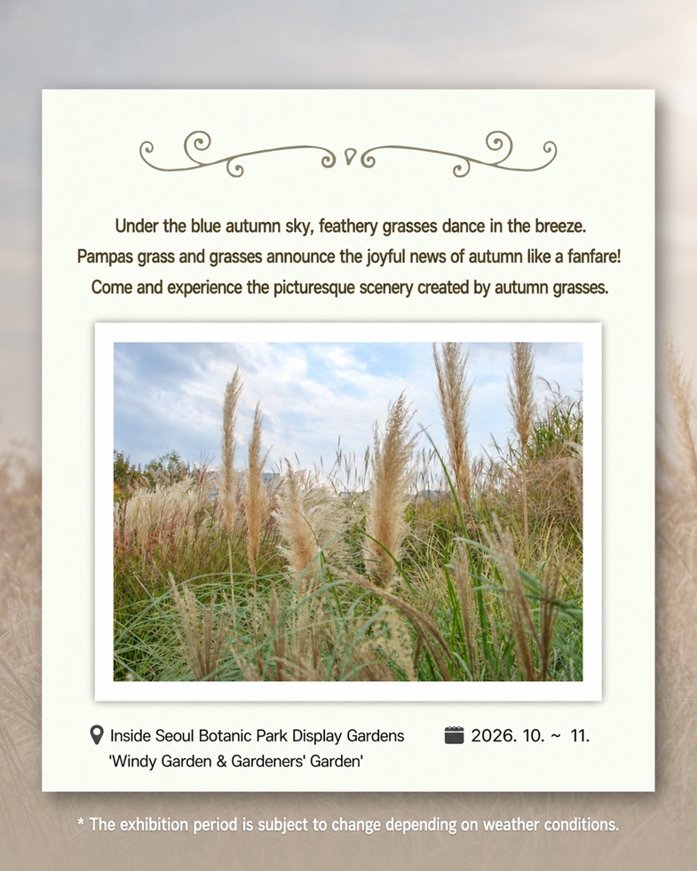 Under the blue autumn sky, feathery grasses dance in the breeze. Pampas grass and grasses announce the joyful news of autumn like a fanfare! Come and experience the picturesque scenery created by autumn grasses. Inside Seoul Botanic Park Display Gardens ‘Windy Garden & Gardeners' Garden’. 2026. 10. ~ 11. The exhibition period is subject to change depending on weather conditions.
