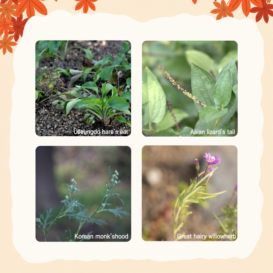 Plant Photo