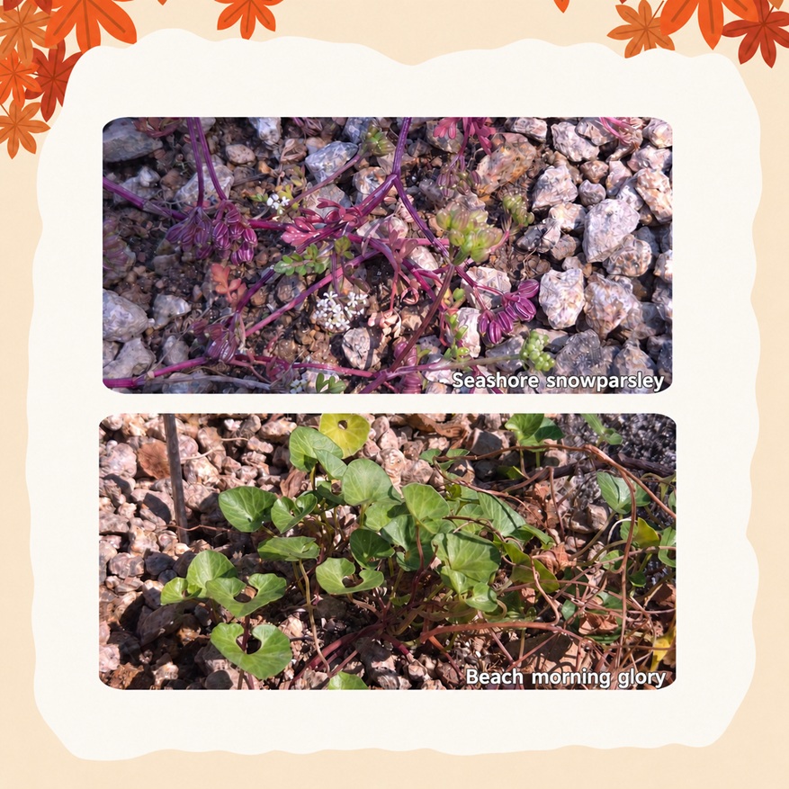 Coastal Plant Photo